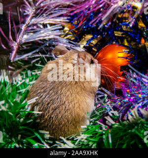 Cute live Maus sitzt wieder unter das Neue Jahr, Ratte oder Maus ist ein Symbol 2020 Nach dem chinesischen Tierkreis Stockfoto