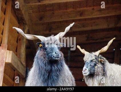 Zwei ungarischen Zackelschafe in Ihrem Tierheim, lateinisch Ovis aries strepsiceros Hungaricus Stockfoto