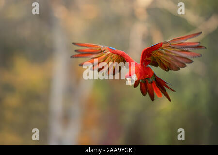 Hellrote ara in der Natur fliegen. Blured grüner Hintergrund Stockfoto