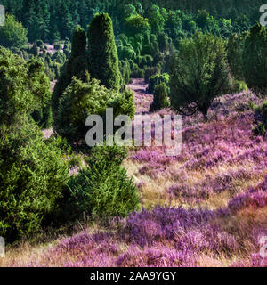 Landschaft in Deutschland Lüneburger Heide Stockfoto