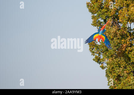 Hellrote ara Fliegen von Baum mit Kopie Raum Stockfoto