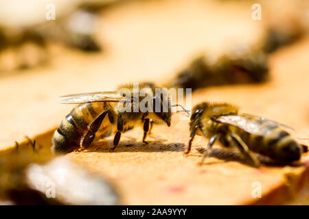 Makro von zwei Bienen auf ihren Bienenstock Stockfoto