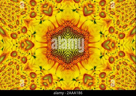 Sonnenblumen sind eng mit Glück und Langlebigkeit machen sie zu einem idealen Geschenk sowie perfekte meditative Beihilfe verbunden. Amber sagt Ausstrahlung. Stockfoto