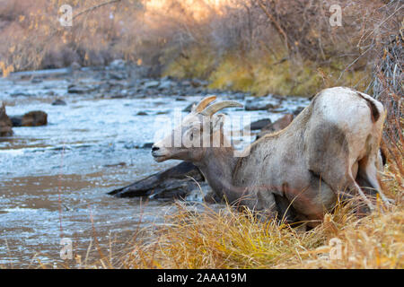 Bighorn Schafe weiden am Ufer des South Platte River in Waterton Canyon hoch in den Rocky Mountains in Colorado. Gelegentlich gehen t Stockfoto