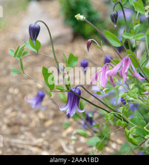 Waldrebe (Clematis 'Rooguchi'), Waldrebe (Clematis integrifolia 'Rosea') Stockfoto