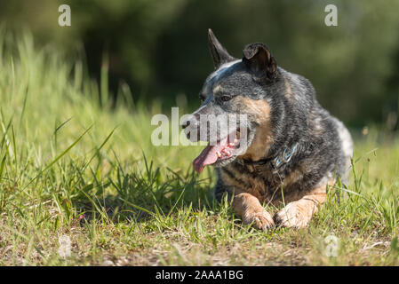 Alte Australian Cattle Dog posiert in in der Natur im Sommer. Stockfoto