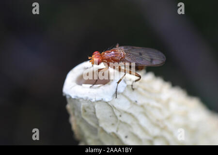 Wald buff snailkiller Fliegen, Tetanocera phyllophora, Fütterung auf gemeinsame Exemplar des Gemeinen Stinkmorchels, Phallus impudicus Stockfoto