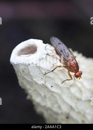 Wald buff snailkiller Fliegen, Tetanocera phyllophora, Fütterung auf gemeinsame Exemplar des Gemeinen Stinkmorchels, Phallus impudicus Stockfoto