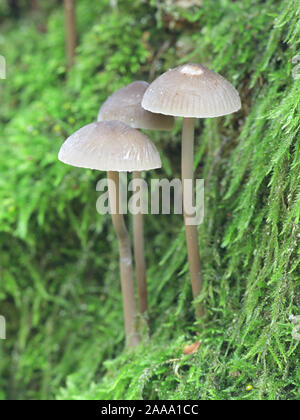 Mycena bignonioides, bekannt als bittere mycena, wachsen auf moosigen Eiche Stamm in Finnland Stockfoto