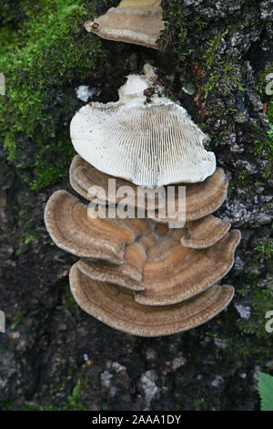 Trametes betulina (Lenzites Betulina), bekannt als geschlachtete polypore, Birke mazegill oder Cognac Gill polypore, wilde Arzneimittel Pilz aus Finnland Stockfoto