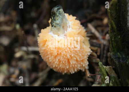 Tubifera ferruginosa, wie die Himbeere Schleimpilze oder Schimmel bekannt Stockfoto