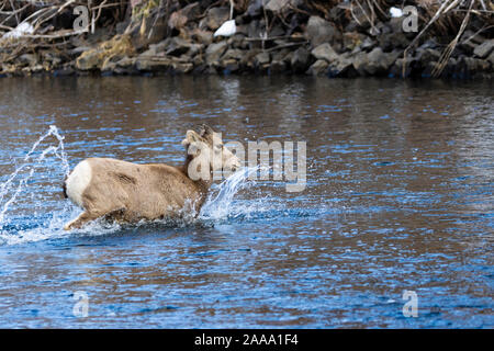 Bighorn Schafe weiden am Ufer des South Platte River in Waterton Canyon hoch in den Rocky Mountains in Colorado. Gelegentlich gehen t Stockfoto