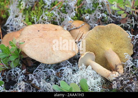 Suillus bovinus, bekannt als der Jersey Kuh bolete Pilz oder Rinder, Wild Mushroom aus Finnland Stockfoto