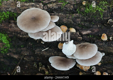 Pleurotus ostreatus, als Pearl Oyster mushroom oder Baum Oyster mushroom bekannt, wild köstliche Pilz aus Finnland Stockfoto