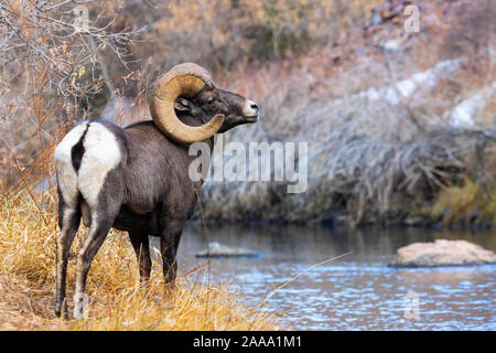 Bighorn Schafe weiden am Ufer des South Platte River in Waterton Canyon hoch in den Rocky Mountains in Colorado. Gelegentlich gehen t Stockfoto