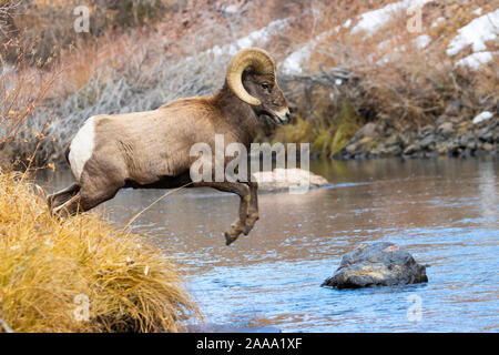 Bighorn Schafe weiden am Ufer des South Platte River in Waterton Canyon hoch in den Rocky Mountains in Colorado. Gelegentlich gehen t Stockfoto