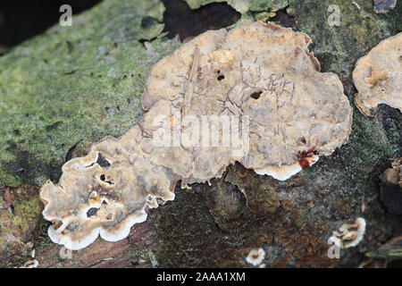 Stereum rugosum, als Blutung breitblättrige Kruste bekannt, wilde Pilze aus Finnland Stockfoto