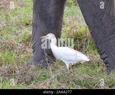 Ein kuhreiher (Bubulcus ibis) zwischen den riesigen Beine eines Elefanten (Loxodonta africana), Futter für Insekten gestört durch die Beweidung elephagrant. Stockfoto