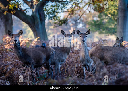 Junge Hirsche im Richmond Park, London, UK Stockfoto