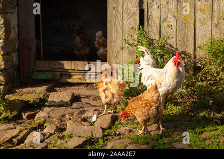 Free Range Hühner in einem Hof in Yorkshire. Stockfoto