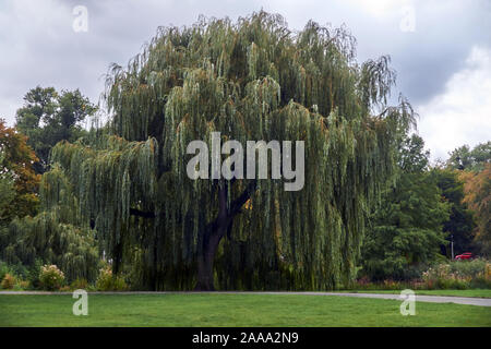 Trauerweide auf einem Hintergrund von grünen Rasen Stockfoto