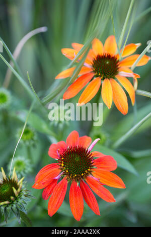 Bunte coneflower (Echinacea) blüht im Garten Stockfoto