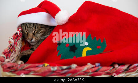 Gestreifter Tom Cat als Weihnachtsgeschenk. Stockfoto