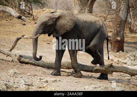 Elefanten im Chobe National Park in Botswana Stockfoto