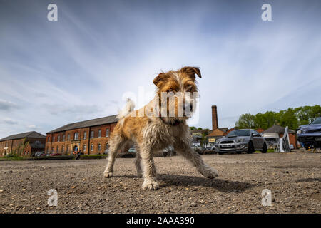 Scruffy terrier Bastard Hund stehend auf der Hut in einem Industriegebiet Stockfoto