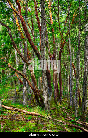 Ein stand von gemischten Bäume auf einem Wanderweg auf Vancouver Island British Columbia Kanada. Stockfoto
