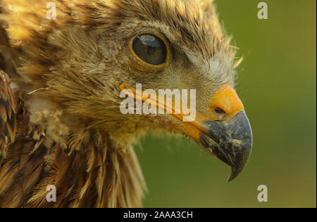 Red Kite Nahaufnahme Portrait Stockfoto