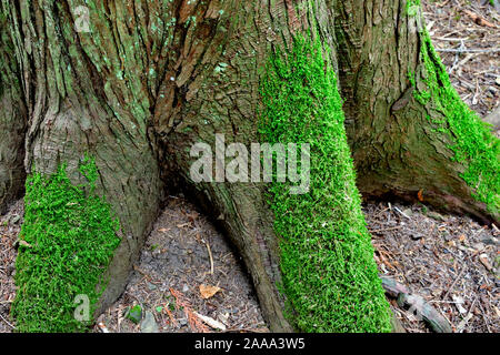 Eine Nahaufnahme Bild der grünen Moos wächst an einem Baumstamm auf Vancouver Island, British Columbia, Kanada. Stockfoto