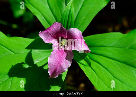 Eine Nahaufnahme Bild eines roten Trillium (Trillium erectum), wildflower in einem bewaldeten Gebiet auf Vancouver Island British Columbia Kanada wächst. Stockfoto