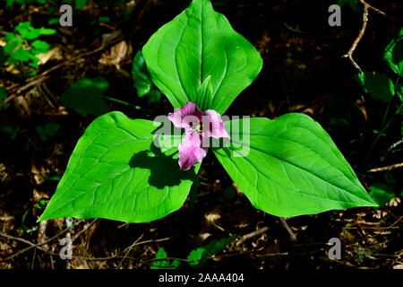 Eine Landschaft Bild eines roten Trillium (Trillium erectum), wildflower in einem bewaldeten Gebiet auf Vancouver Island British Columbia Kanada wächst. Stockfoto