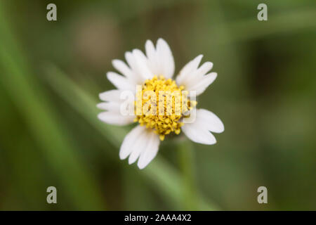 Coatbuttons, mexikanische Daisy, Tridax procumbens, Asteraceae, Wild Daisy auf unscharfen Hintergrund. Stockfoto