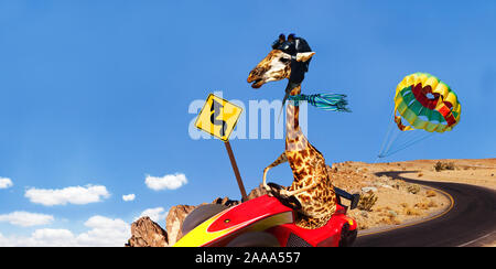 Giraffe rennen Reiten sport Warenkorb schnell auf der Straße Stockfoto