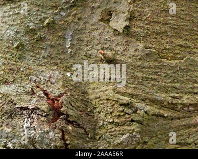 Bay laurel Baumrinde Nahaufnahme zeigen Jahre Wachstum und Beschädigung. Grün, Oliv und Braun Rinde mit kleinen Bud auf der Oberfläche. Stockfoto