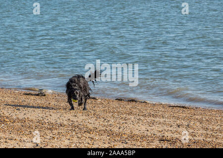 Ein schwarzer Hund spielen Holen Sie sich aus dem Meer tropfnass und läuft entlang des Strandes. Stockfoto