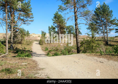 Ein Bild aus der Kurischen Nehrung (Kursiu Nerija) Nationalpark in Litauen. Der Wanderweg im Wald in der Nähe der Dünen. Stockfoto