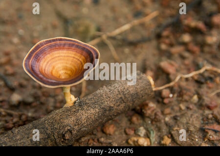 Braun Pilz Microporus xanthopus Fr. Kuntze auf Ast Stockfoto