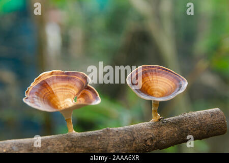 Braun Pilz Microporus xanthopus Fr. Kuntze auf Ast Stockfoto