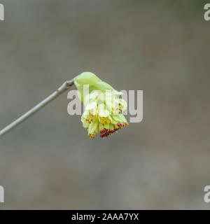 Kahle (Scheinhasel Corylopsis Glabrescens) Stockfoto