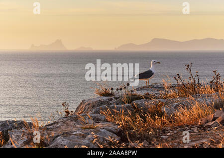 Yellow-legged Seagull (Larus michahellis) in Gap die Barbaria mit Es Vedrá und Ibiza Inseln in der Ferne (Formentera, Balearen, Spanien) Stockfoto