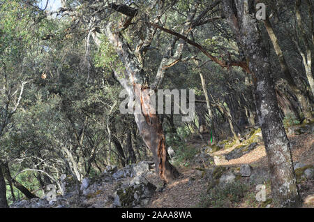 Eiche Wäldern und mediterraner Macchia in Sierra Madrona Park, Südspanien Stockfoto