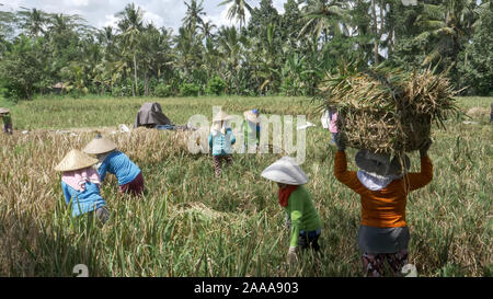 In Ubud, Indonesien - März, 15, 2018: weite Einstellung von Frauen der Ernte von Reis in einem paddy auf Bali Stockfoto