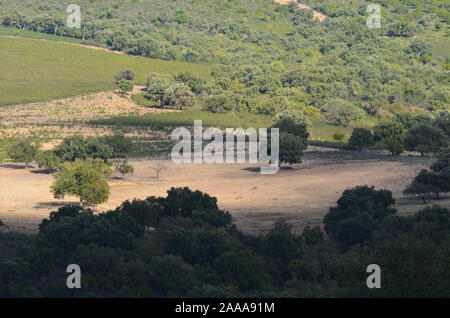 Eiche Wäldern und mediterraner Macchia in Sierra Madrona Park, Südspanien Stockfoto