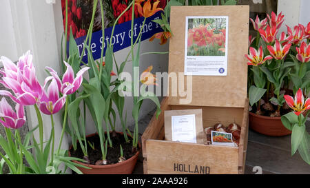 Nahaufnahme einer Tulpe Anzeige in Amsterdam Stockfoto