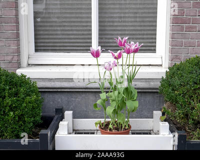 Blüte rosa Tulpen in einer Pflanzmaschine in Amsterdam Stockfoto