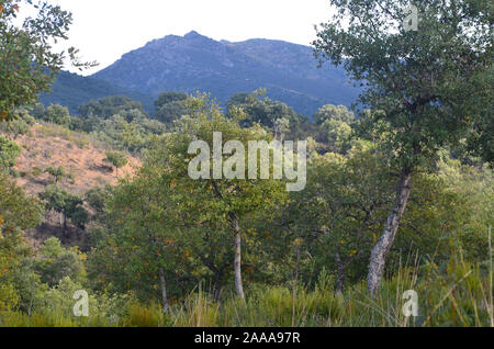 Eiche Wäldern und mediterraner Macchia in Sierra Madrona Park, Südspanien Stockfoto