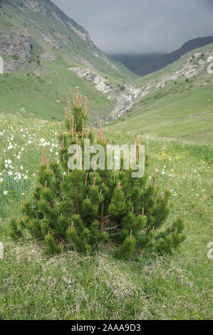 Haken-Kiefer (Pinus mugo subsp Uncinata) Stockfoto